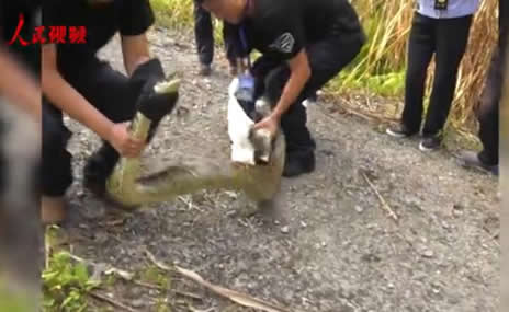 云南现34斤缅甸蟒：一条巨蟒17公斤重,森警及时救助放生