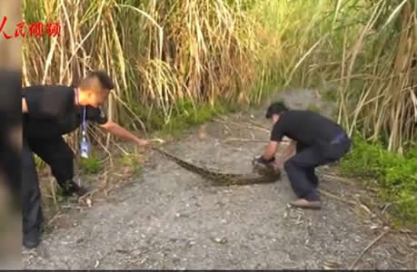 云南现34斤缅甸蟒：一条巨蟒17公斤重,森警及时救助放生
