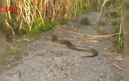 云南现34斤缅甸蟒：一条巨蟒17公斤重,森警及时救助放生