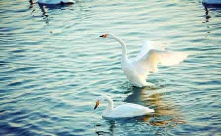 史上最危险杀人鸟：能跑善跳性情凶猛,十大最危险鸟类