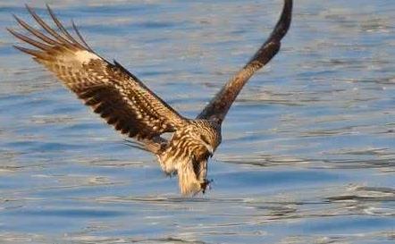 史上最危险杀人鸟：能跑善跳性情凶猛,十大最危险鸟类