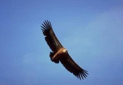 史上最危险杀人鸟：能跑善跳性情凶猛,十大最危险鸟类