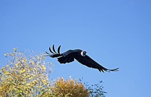 史上最危险杀人鸟：能跑善跳性情凶猛,十大最危险鸟类