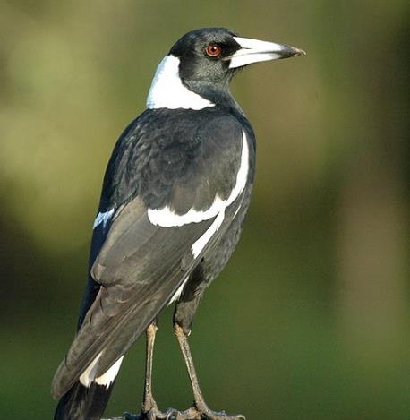 史上最危险杀人鸟:能跑善跳性情凶猛,十大最危险鸟类 史上最危险杀人鸟:能跑善跳性情凶猛,十大最危险鸟类
