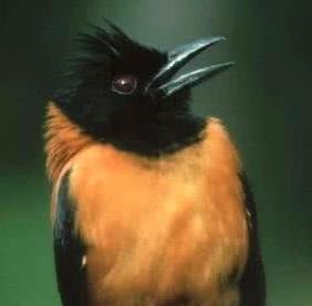 史上最危险杀人鸟:能跑善跳性情凶猛,十大最危险鸟类 史上最危险杀人鸟:能跑善跳性情凶猛,十大最危险鸟类