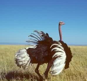 史上最危险杀人鸟:能跑善跳性情凶猛,十大最危险鸟类 史上最危险杀人鸟:能跑善跳性情凶猛,十大最危险鸟类