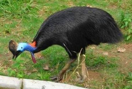 史上最危险杀人鸟:能跑善跳性情凶猛,十大最危险鸟类 史上最危险杀人鸟:能跑善跳性情凶猛,十大最危险鸟类