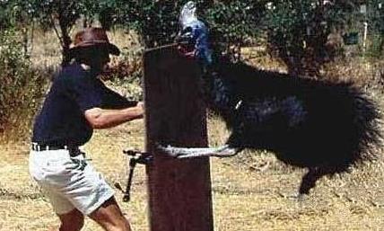 史上最危险杀人鸟：能跑善跳性情凶猛,十大最危险鸟类