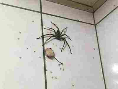 家里有蟑螂怎么办 家中出现这物千万不能打破(图) 家里有蟑螂怎么办 家中出现这物千万不能打破(图)