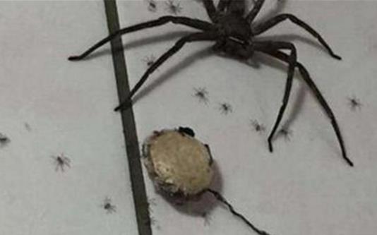 家里有蟑螂怎么办 家中出现这物千万不能打破(图) 家里有蟑螂怎么办 家中出现这物千万不能打破(图)