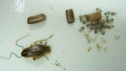 家里有蟑螂怎么办 家中出现这物千万不能打破(图) 家里有蟑螂怎么办 家中出现这物千万不能打破(图)
