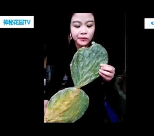 女子作死直播生吃仙人掌：像吃烧饼一样（图）