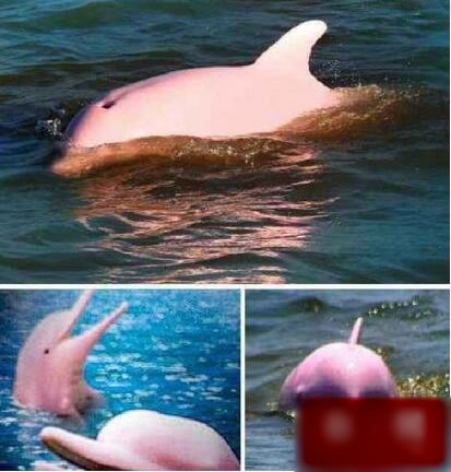 粉红瓶鼻海豚为什么是粉红色：粉红瓶鼻海豚的发现过程