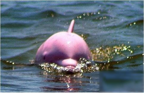 粉红瓶鼻海豚为什么是粉红色：粉红瓶鼻海豚的发现过程