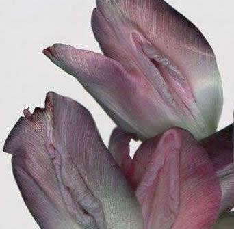 女人十大名器图片:女人最美名器外阴祥文花型图演绎 女人十大名器图片:女人最美名器外阴祥文花型图演绎