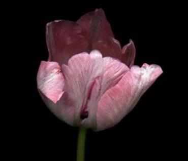 女人十大名器图片：女人最美名器外阴祥文花型图演绎