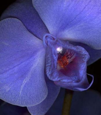 女人十大名器图片:女人最美名器外阴祥文花型图演绎 女人十大名器图片:女人最美名器外阴祥文花型图演绎