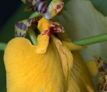 女人十大名器图片：女人最美名器外阴祥文花型图演绎