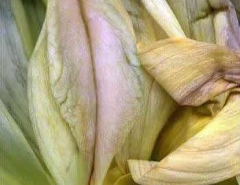 女人十大名器图片：女人最美名器外阴祥文花型图演绎