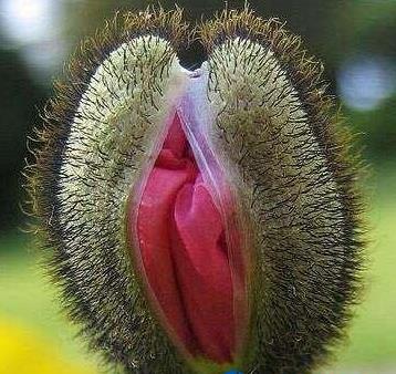 女人十大名器图片：女人最美名器外阴祥文花型图演绎