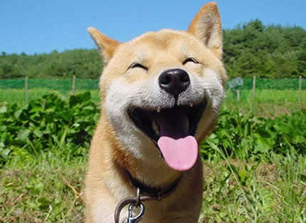 微笑狗是什么梗微笑狗原理图活泼可爱的狗狗是人们喜
