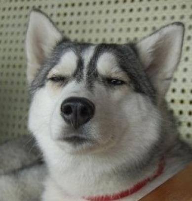 最萌的宠物狗有哪些:10大最萌宠物狗狗最萌狗排行 最萌的宠物狗有哪些:10大最萌宠物狗狗最萌狗排行