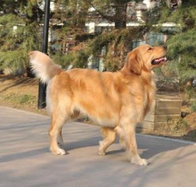 最萌的宠物狗有哪些:10大最萌宠物狗狗最萌狗排行 最萌的宠物狗有哪些:10大最萌宠物狗狗最萌狗排行