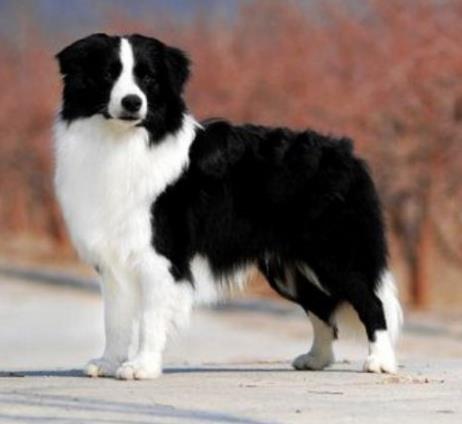 最萌的宠物狗有哪些:10大最萌宠物狗狗最萌狗排行 最萌的宠物狗有哪些:10大最萌宠物狗狗最萌狗排行