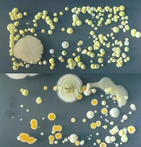 手机镜头竟能照出马桶上的脏东西:快试试(图) 手机镜头竟能照出马桶上的脏东西:快试试(图)