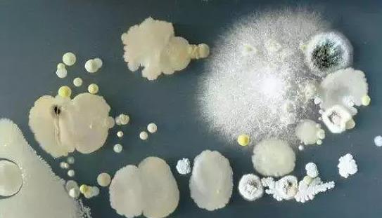 手机镜头竟能照出马桶上的脏东西:快试试(图) 手机镜头竟能照出马桶上的脏东西:快试试(图)