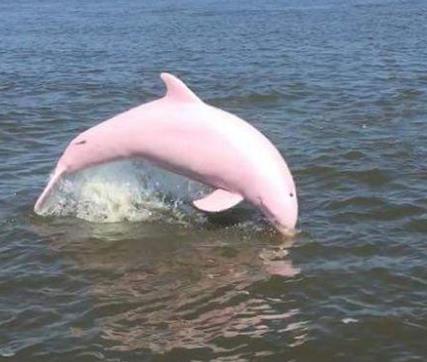 粉色海豚世界有多少只：全世界只有14只超稀有粉红海豚