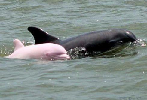 粉色海豚世界有多少只：全世界只有14只超稀有粉红海豚