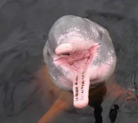 粉色海豚简介图片:介绍萌得不要不要的粉红海豚 粉色海豚简介图片:介绍萌得不要不要的粉红海豚