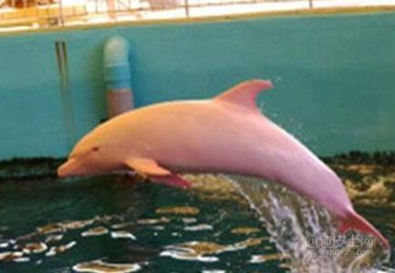 7米长,400磅/ 181公斤,海豚的寿命是30岁,它们有着巨大的大脑,比人类