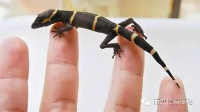 古代守宫砂简介：守宫砂真的能验女人是不是处女吗