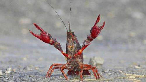 小龙虾洒满路面：因爆胎小龙虾洒满路面,网红小龙虾新吃法