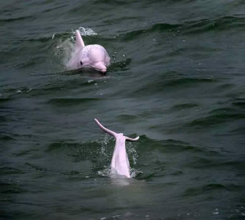 惊艳罕见的粉色海豚：香港拍到（极为罕见）粉色海豚