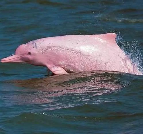 惊艳罕见的粉色海豚：香港拍到（极为罕见）粉色海豚