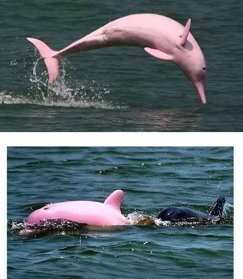 惊艳罕见的粉色海豚：香港拍到（极为罕见）粉色海豚