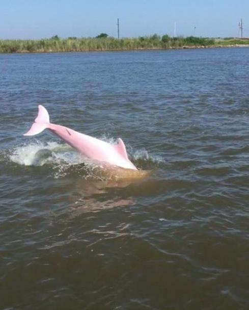 美国湖泊惊现粉红色海豚：相当罕见的神奇一幕（图）