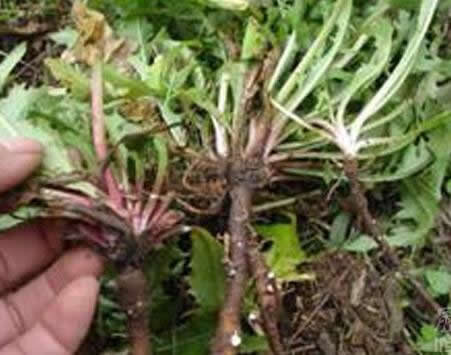 朝鲜蒲公英：蒲公英的根竟然有这种神奇功效（涨知识）
