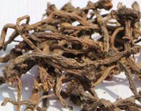 朝鲜蒲公英：蒲公英的根竟然有这种神奇功效（涨知识）