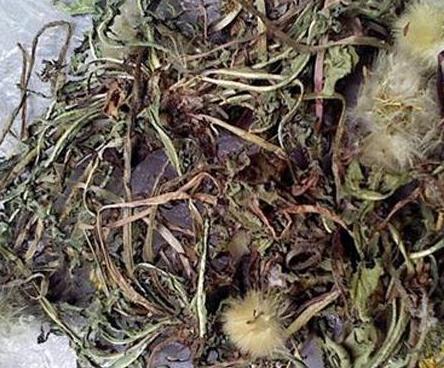 朝鲜蒲公英：蒲公英的根竟然有这种神奇功效（涨知识）