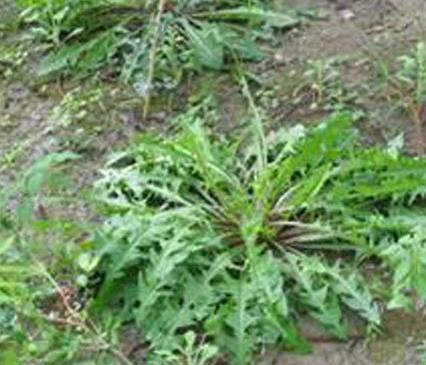 朝鲜蒲公英：蒲公英的根竟然有这种神奇功效（涨知识）