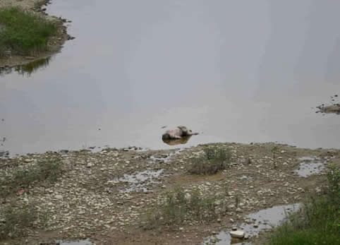 河里现不明物：是怎么回事不明物真相是什么
