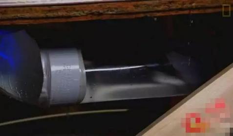 看看老鼠是如何从下水道进入你家的:有图有真相 看看老鼠是如何从下水道进入你家的:有图有真相