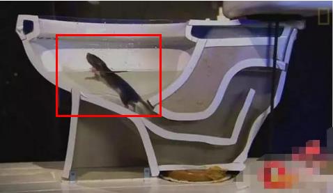 看看老鼠是如何从下水道进入你家的:有图有真相 看看老鼠是如何从下水道进入你家的:有图有真相