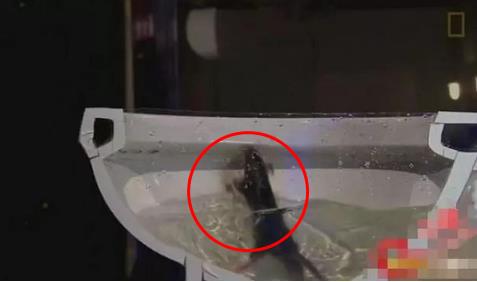 看看老鼠是如何从下水道进入你家的:有图有真相 看看老鼠是如何从下水道进入你家的:有图有真相