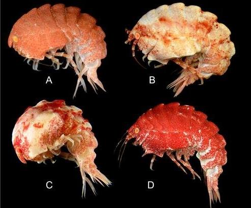 海洋最深的鱼类:2018十大新奇物种名单(图) 海洋最深的鱼类:2018十大新奇物种名单(图)