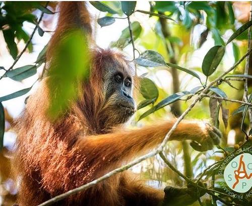 海洋最深的鱼类：2018十大新奇物种名单（图）